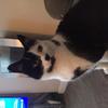 Louise Settle's Domestic longhair cat - Kitty