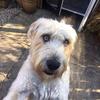 Geoff Stanley's Soft Coated Wheaten Terrier - Dexter