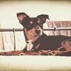 Jane Dos Santos Defreitas's Jack Russell Terrier - Pop