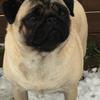 Kelly Dunnell's Pug - Rosie