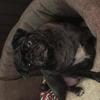 Kelly Dunnell's Pug - Tia