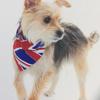 Howard Jones's Yorkshire Terrier - Chloe