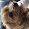 Debra Squires's Norfolk Terrier - Benson