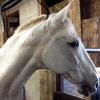 Tatjana Tilley's Andalusian Horse - Sisko