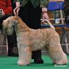 Emma Hobson's Soft Coated Wheaten Terrier - Romi