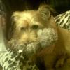 Emma Whyman's Cairn Terrier - Tiffany