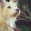 Emma Whyman's Cairn Terrier - Tiffany