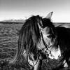 Wendy Reid's Gypsy Vanner Horse - Rhoda