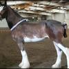 Christy McAllister's Clydesdale Horse - Kiva