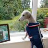 Fiona Burns's Bedlington Terrier - Pogo