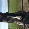 Samantha Norman's Irish Sport Horse - Blackjack