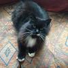 Gemma Moon's Domestic longhair cat - Rufus