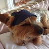 [REDACTED] [REDACTED]'s Yorkshire Terrier - Stanley