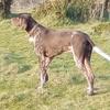Michael Tams's German Longhaired Pointer - Wes
