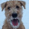 John Walker's Irish Terrier - Joy