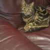 Akeel Mohungoo's Domestic longhair cat - Bookie