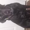Lynsey  Harris's Labrador Retriever - Oreo
