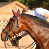 Elena Pashkova's Hanoverian Horse - Povest