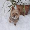 Beryl McGarrigle 's Yorkshire Terrier - Jessie