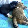 Mailea Rambeiri's Domestic longhair cat - Jack