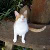 Jane Anderton's Domestic longhair cat - Bob