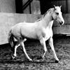 Emma Kimberley's Irish Sport Horse - Flora