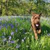 Carron Easton's Irish Terrier - Torin