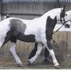 MC Niblett's Gypsy Vanner Horse - Beau