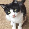 Tamsin Sillars's Domestic longhair cat - Millie