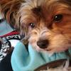 Lisa Taundry's Yorkshire Terrier - Archi