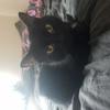 Sean Chalmers's Domestic longhair cat - Sid