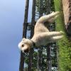 Richie Dobson's Bedlington Terrier - Scampi 🍤