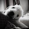 Richie Dobson's Bedlington Terrier - Casper