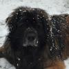 Pippa  Casely's Leonberger - Hector