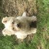 Spud Bentley's West Highland White Terrier - Radley
