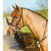 Agrihealth Classic Padded Flash Bridle Brown