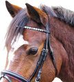 Agrihealth Black Star Bridle with Sparkling Hearts