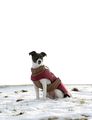 Agrihealth Royal Dog Coat Brown/Red