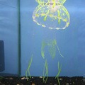 Betta Glow in The Dark Jellyfish for Fish
