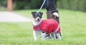 Digby & Fox Waterproof Dog Coat Red