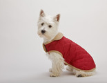 Dog Gone Smart Suede Quilted Belly Coat Red