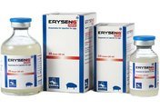 ERYSENG PARVO suspension for injection for pigs