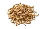 Harrisons Mealworms