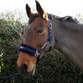 HYCONIC Faux Fur Head Collar & Lead Rope Navy for Horses