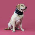 KONG Veterinary Products Bite Free Cervical Collar