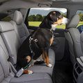 Kurgo Direct to Seatbelt Swivel Dog Tether