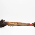 Paddock Farm Ostrich Smoked Cave Man Bone for Dogs