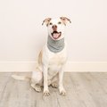 Pet Brands Cooling Bandana for Dogs