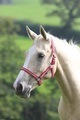 Shires Wessex Red/Silver Headcollar