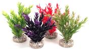 Sydeco Coloured Fiesta Ruscus Aquraium Plant